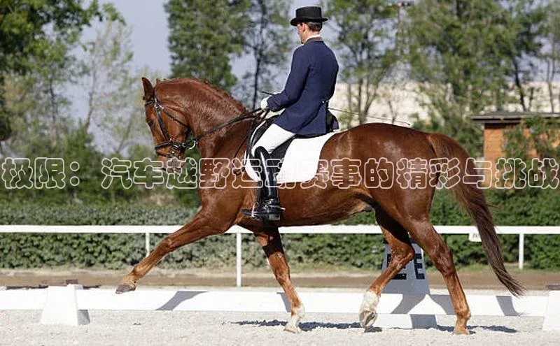 极限：汽车越野运动赛事的精彩与挑战